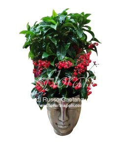 Pianta di Ardisia