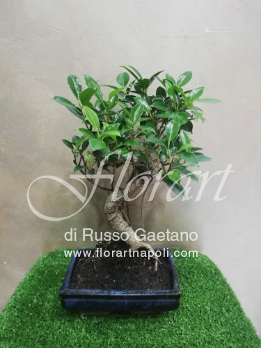 Foto Ficus Retusa