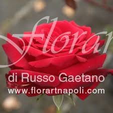 Foto Rose rosse.